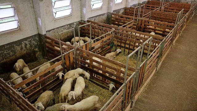 上面的羊圈在谷仓里视频下载