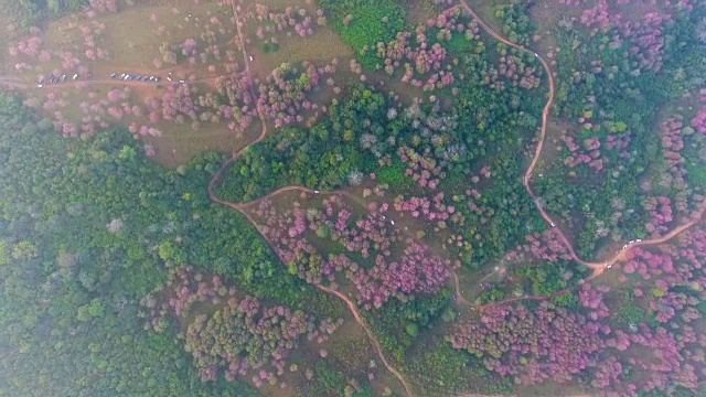 鸟瞰图的粉红色花樱花，樱花，在福洛美，罗伊省，泰国。视频下载