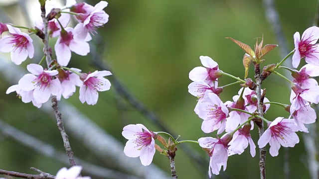 美丽的野生喜马拉雅樱花，泰国樱花。视频下载