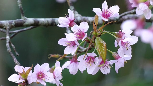 美丽的野生喜马拉雅樱花，泰国樱花。视频下载