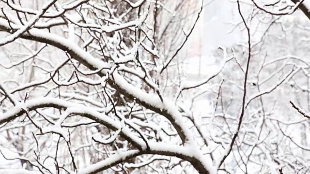 在一个树木被雪覆盖的冬季公园里飘落的雪花。前视图。视频素材