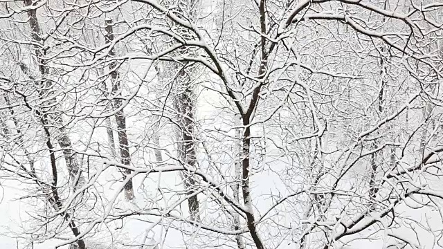 在一个树木被雪覆盖的冬季公园里飘落的雪花。前视图。视频素材