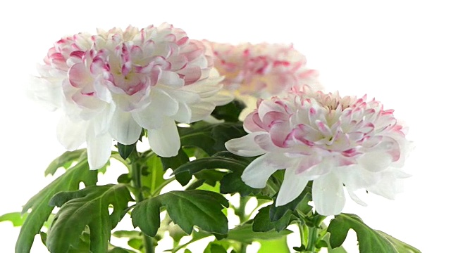 美丽的菊花视频下载