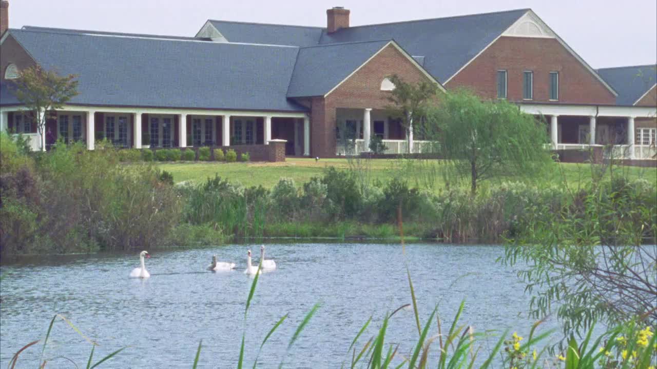 广角的天鹅游泳在湖或池塘周围的草和芦苇的蔓延两层砖建筑门廊在bg。视频下载