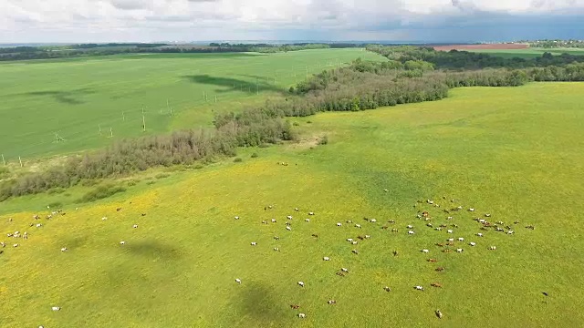和吃草的奶牛一起飞过绿色的田野视频素材