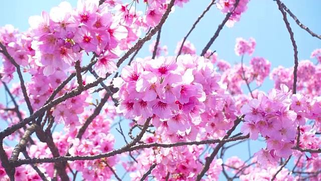 粉红色的樱花视频下载