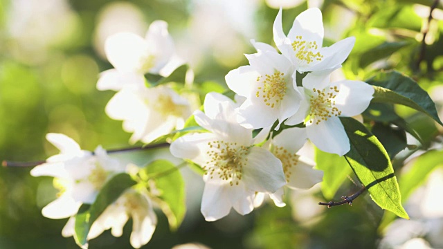 美丽的茉莉花白花在夏日的焦点拉视频下载