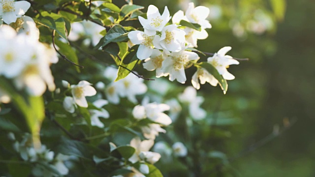 美丽的茉莉花白花在夏日的焦点拉视频下载