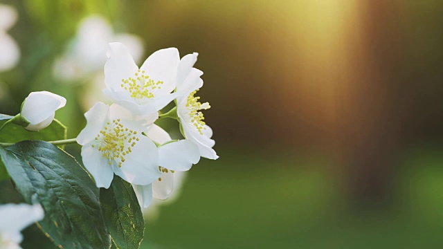 美丽的茉莉花白色的夏日pan视频下载