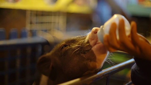 年轻的亚洲妇女用奶瓶喂小猪视频下载