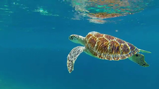 大海龟和鱼群一起游泳视频下载