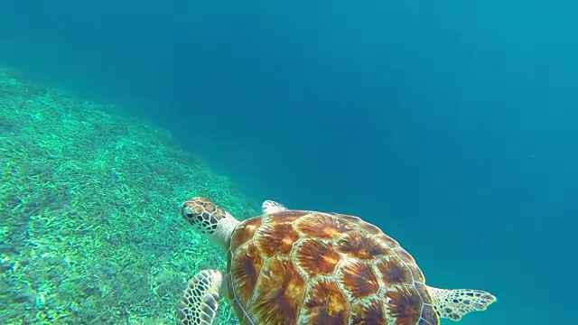 大海龟横着游，露出龟壳视频素材