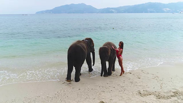 航拍:一个穿着红色泳衣的女孩在海滩上的大象旁边摆姿势。视频素材