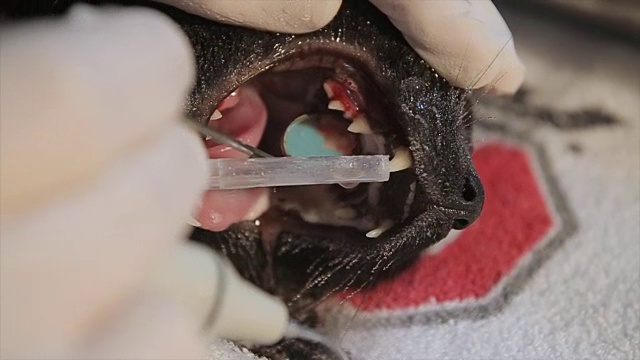 我们的宠物也可能有牙齿问题视频素材