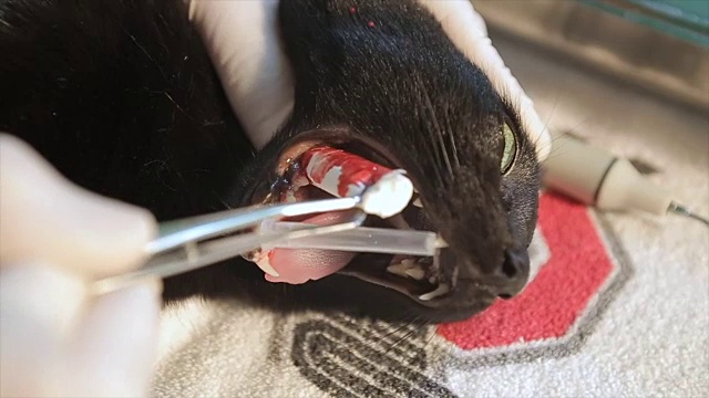 猫在麻醉，牙齿修复视频素材