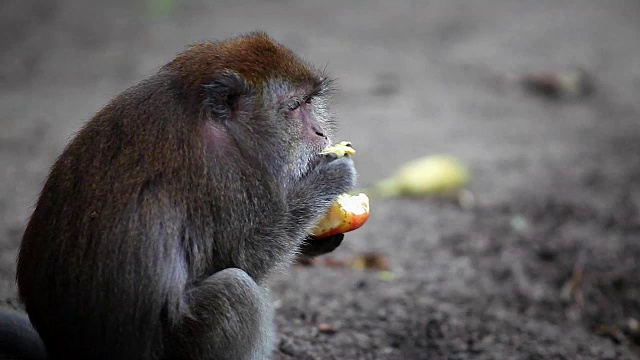 野生恒河猴在农场看和吃苹果视频素材