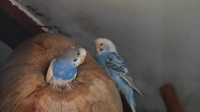 蓝色小鹦鹉在笼子里对着干椰子说话视频素材