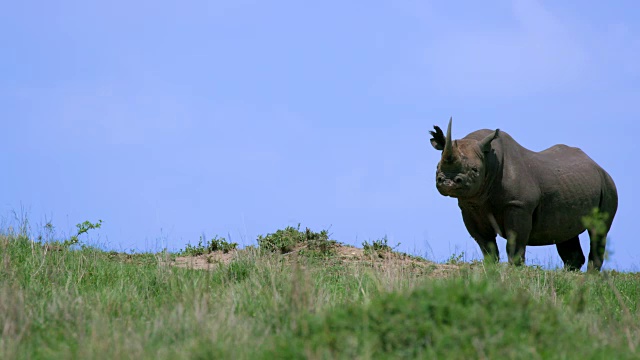 非洲肯尼亚马赛马拉山上的黑犀牛视频下载