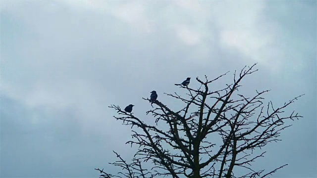 三只喜鹊坐在一棵树上，慢镜头4k视频下载