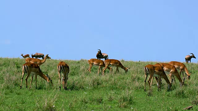 Topi Running & Impala放牧马赛马拉非洲肯尼亚视频下载