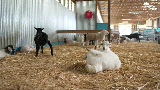羊躺在农场的围栏里视频下载