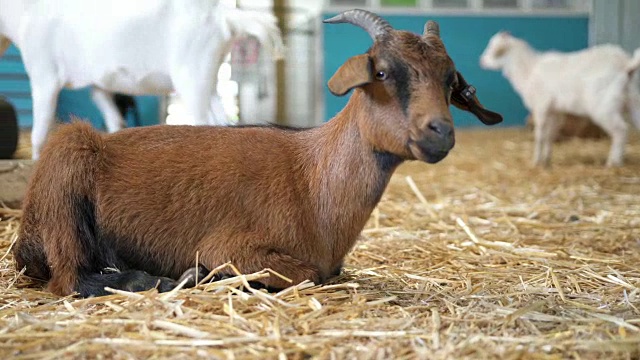 在澳大利亚的一个农场，一只小羊羔躺在他的围栏里视频下载