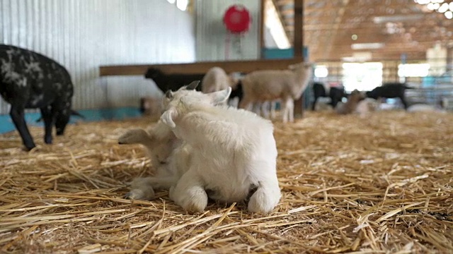 在澳大利亚的一个农场，一只小羊羔躺在他的围栏里视频下载