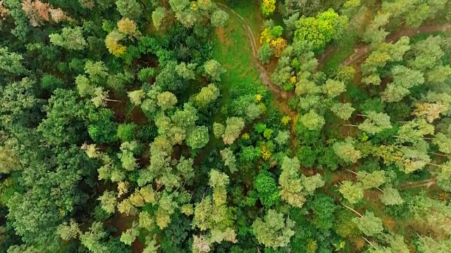 鸟瞰图。飞过美丽的树林。景观全景。视频素材