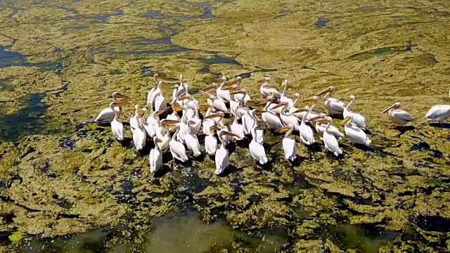 在多瑙河三角洲的一个盐湖上，一大群大白鹈鹕视频素材