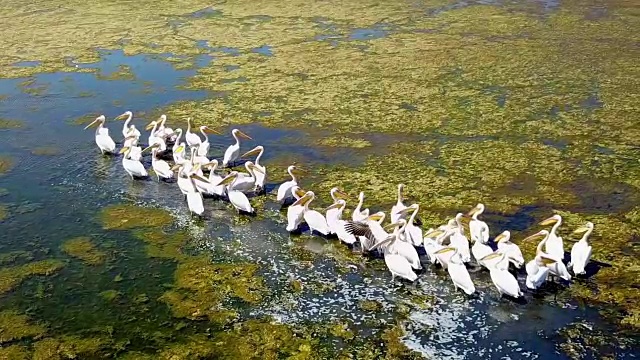 在多瑙河三角洲的一个盐湖上，一大群大白鹈鹕视频素材