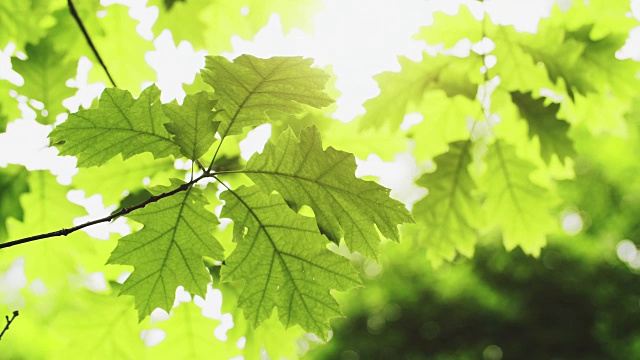 在明亮的阳光下，新鲜的绿色橡树叶视频素材