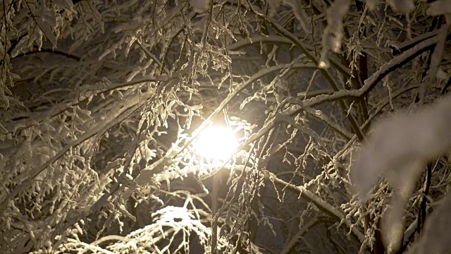 晚上树上的雪视频下载