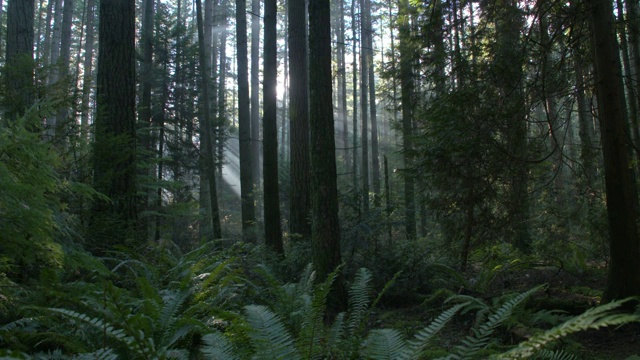 太平洋西北森林太阳摄影视频购买