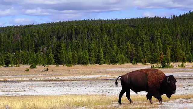 近距离拍摄黄石公园的野牛。视频下载