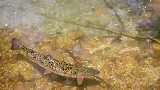 鳟鱼在清澈的山间溪流中游泳视频素材