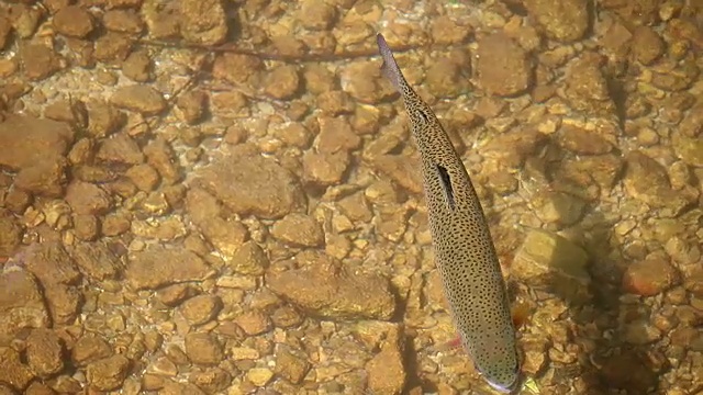 鳟鱼在春天的山溪中游泳视频素材