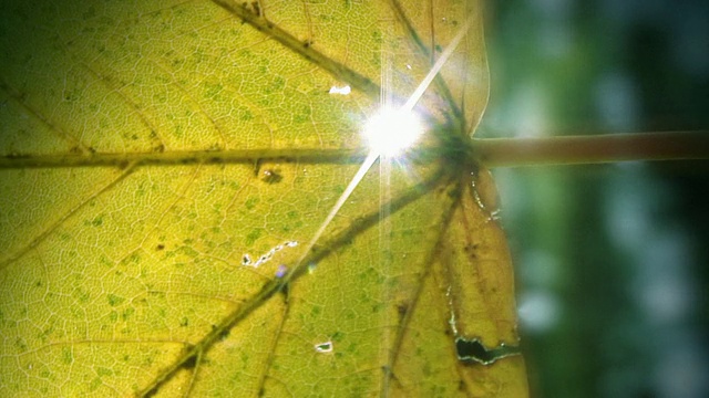 视频自然背景-阳光照耀通过秋叶循环视频下载