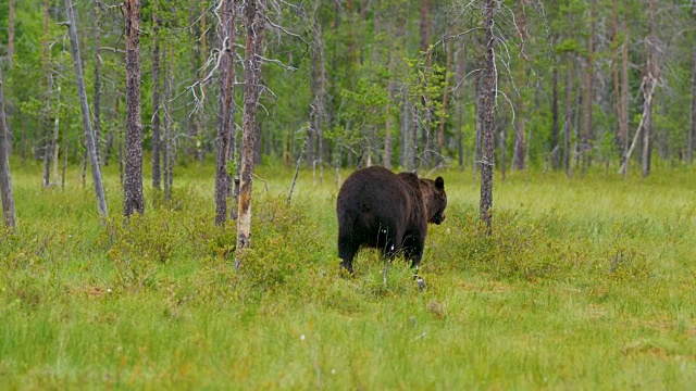 野生成年棕熊走进森林视频素材