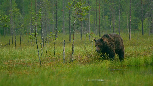 放走夜间在森林里行走的成年大棕熊视频素材