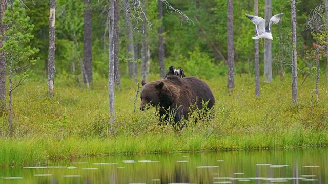 大的成年棕熊在森林里散步，鸟儿在后面飞翔视频素材