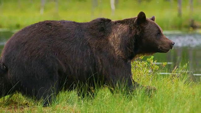 一只成年棕熊在森林里自由行走和奔跑视频素材