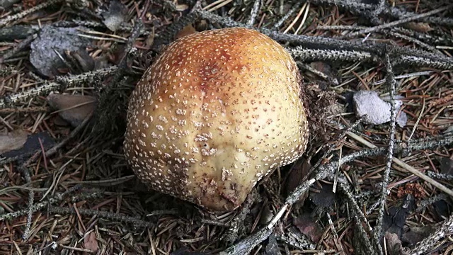 有一顶粉红色帽子和白色圆点的蘑菇生长在森林里。采摘蘑菇。视频下载