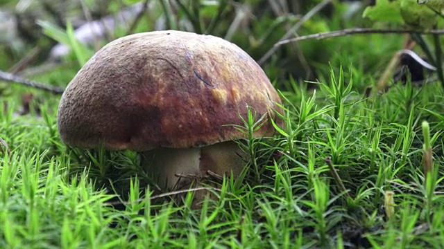 以森林树木为背景的蘑菇视频素材