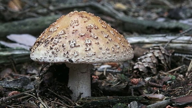 有一顶粉红色帽子和白色圆点的蘑菇生长在森林里。采摘蘑菇。视频下载
