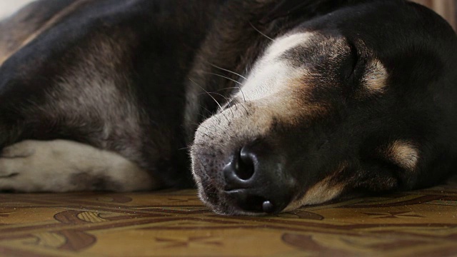 睡觉的狗视频素材