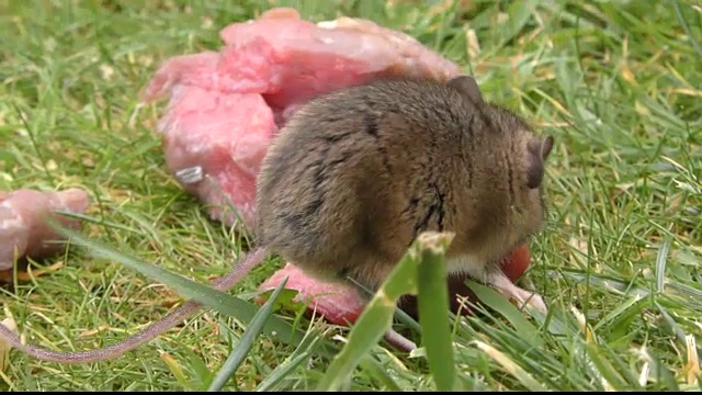 野生啮齿动物/大鼠/老鼠吃肉-背面和侧面视图4K视频素材