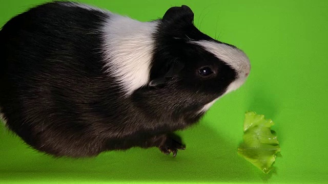 有趣的彩色豚鼠坐在绿色屏幕上吃绿色沙拉视频素材