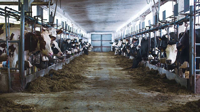 牛棚农业中吃干草的牛。农场谷仓里的奶牛。视频素材