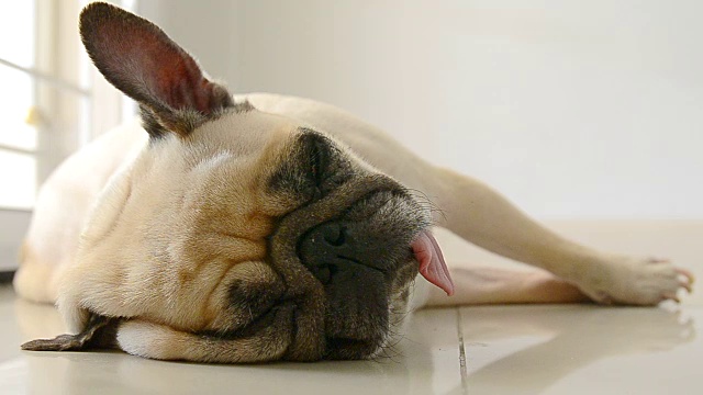 搞笑睡眼惺忪的哈巴狗在偷懒的时候躺在地板上睡觉。视频素材