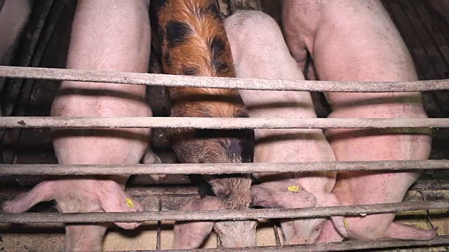 猪的动物农场视频下载
